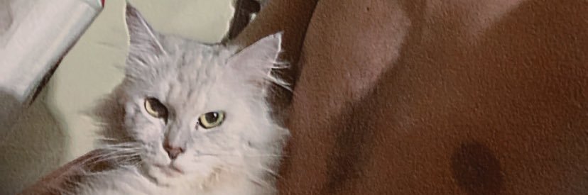 juneenichol's profile banner image