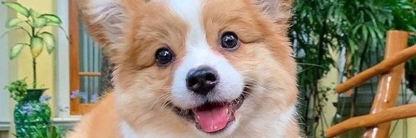 uscorgisociety Profile Banner