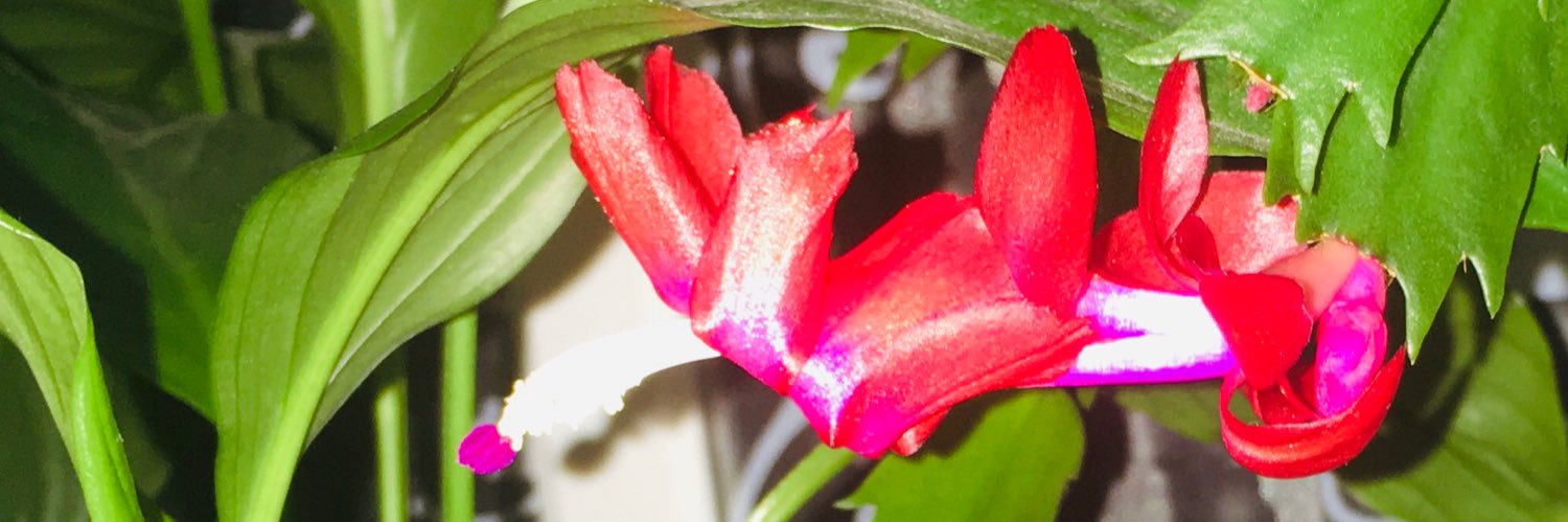 ExpertoAnimaLectura banner