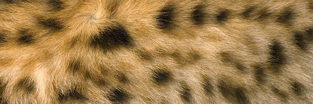 γ⁻🔝GammaMinus banner