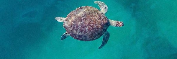 Sea Turtle Profile Banner