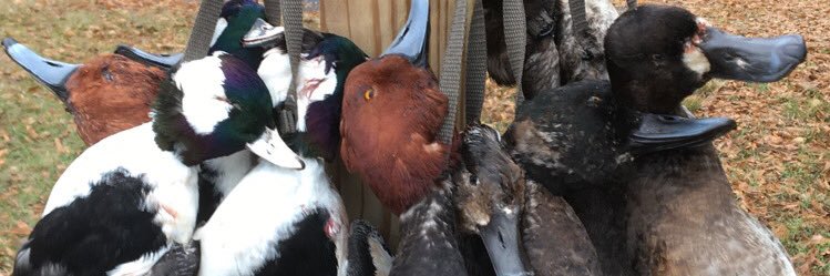 TJSchepper's profile banner image