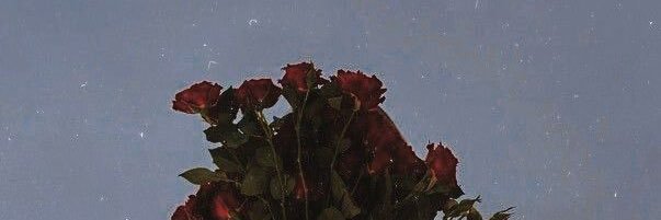 arianaaaaros's profile banner image