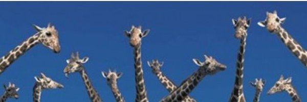 210ChicCargo Profile Banner