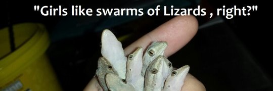 Lizard Boy🐔 banner