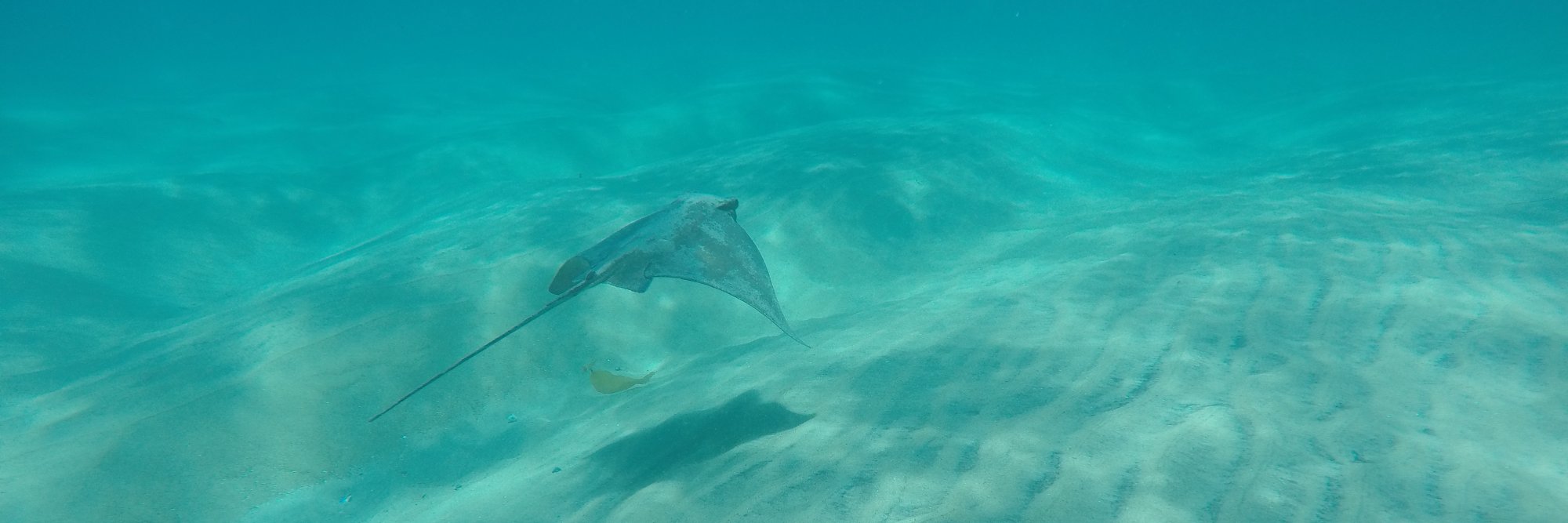 Chase Martin 🐙 banner