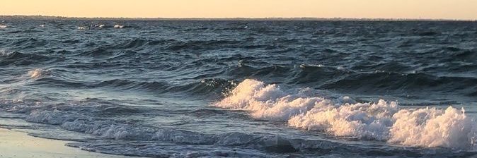 🐬 banner