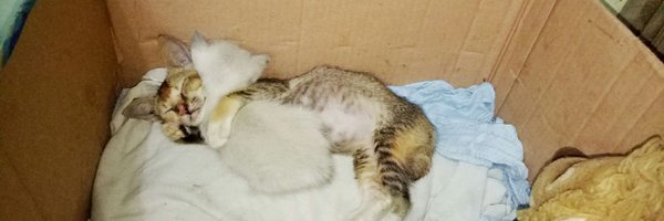 hsofianty26 Profile Banner