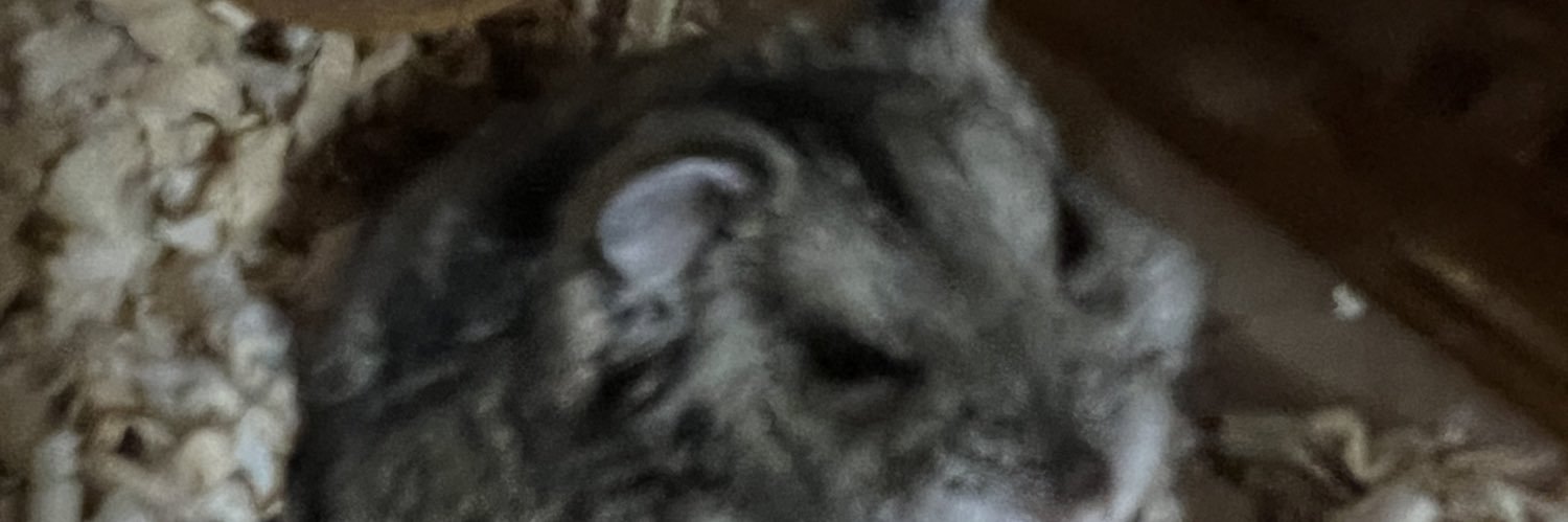 ria2040rr's profile banner image