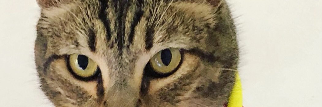 AnaLynEscobedo's profile banner image