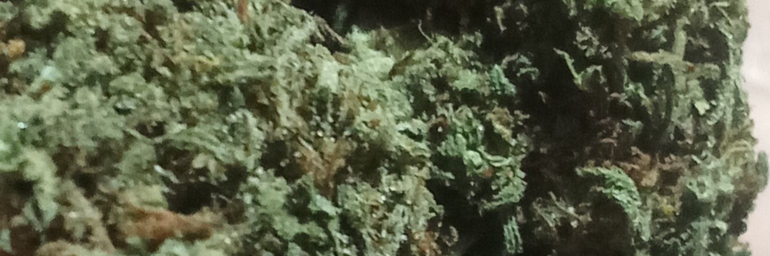 Ari Culona 🍑 banner