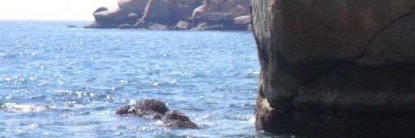 suffy banner
