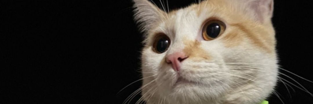 __ALLEB__'s profile banner image
