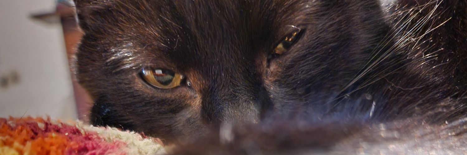 venetiamcdade's profile banner image