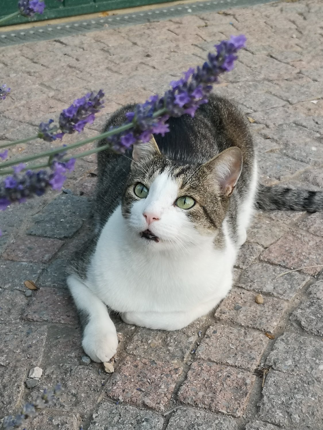 ContessaCavour banner