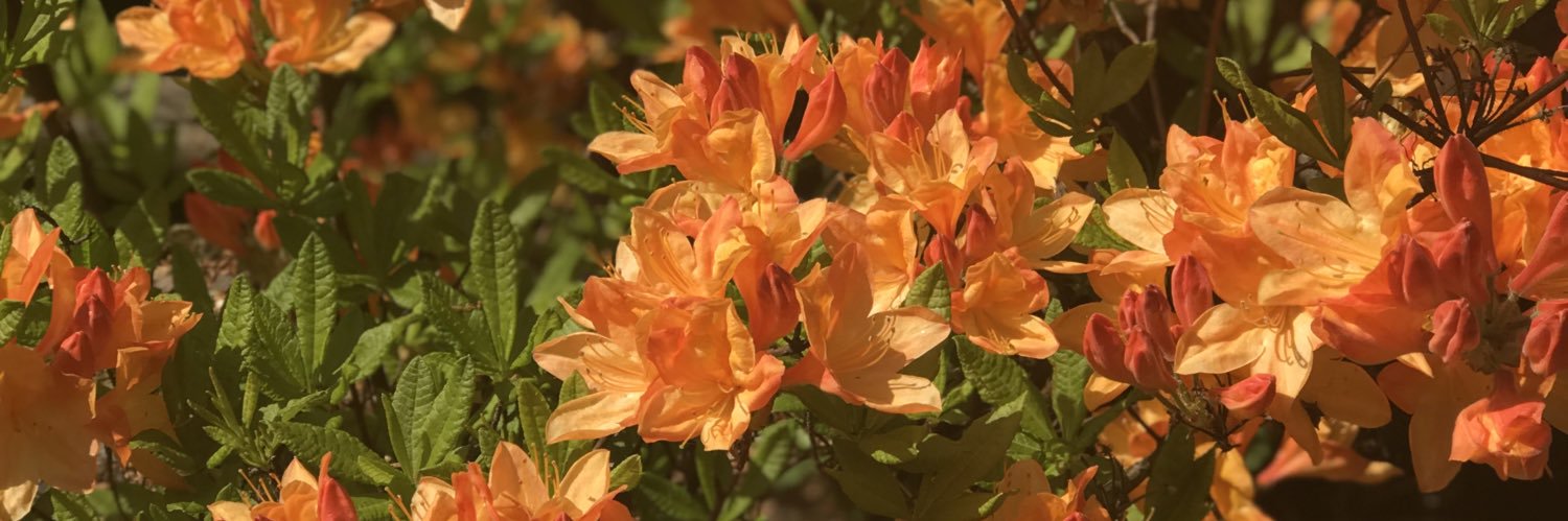 The Fiery Red Fox banner