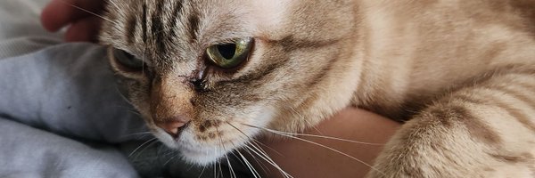 LudiTheUber Profile Banner