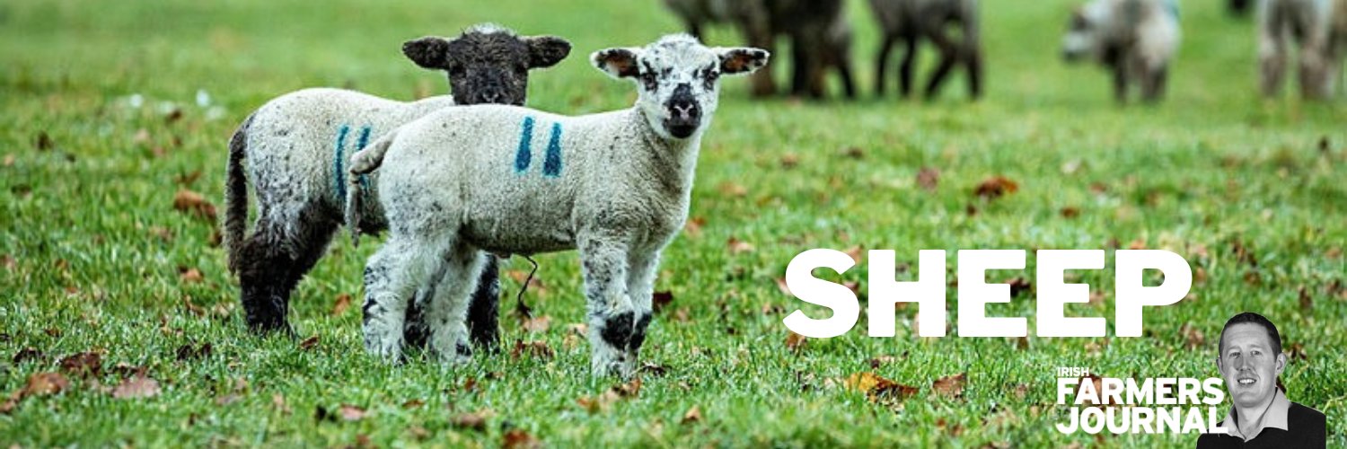 FJ Sheep banner