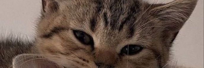skv_kt's profile banner image