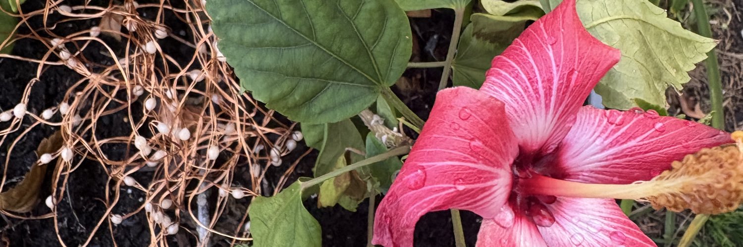 𝒶𝓎𝒶 . banner
