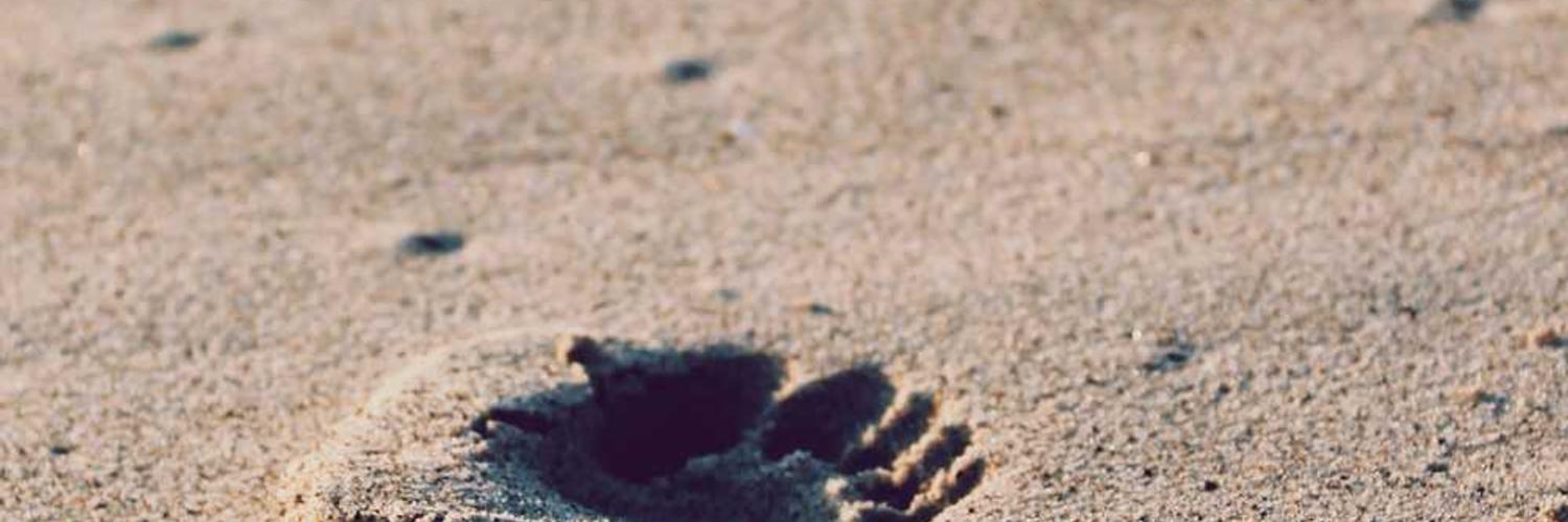 Maleshwane Bannye❤️ Memecoin banner