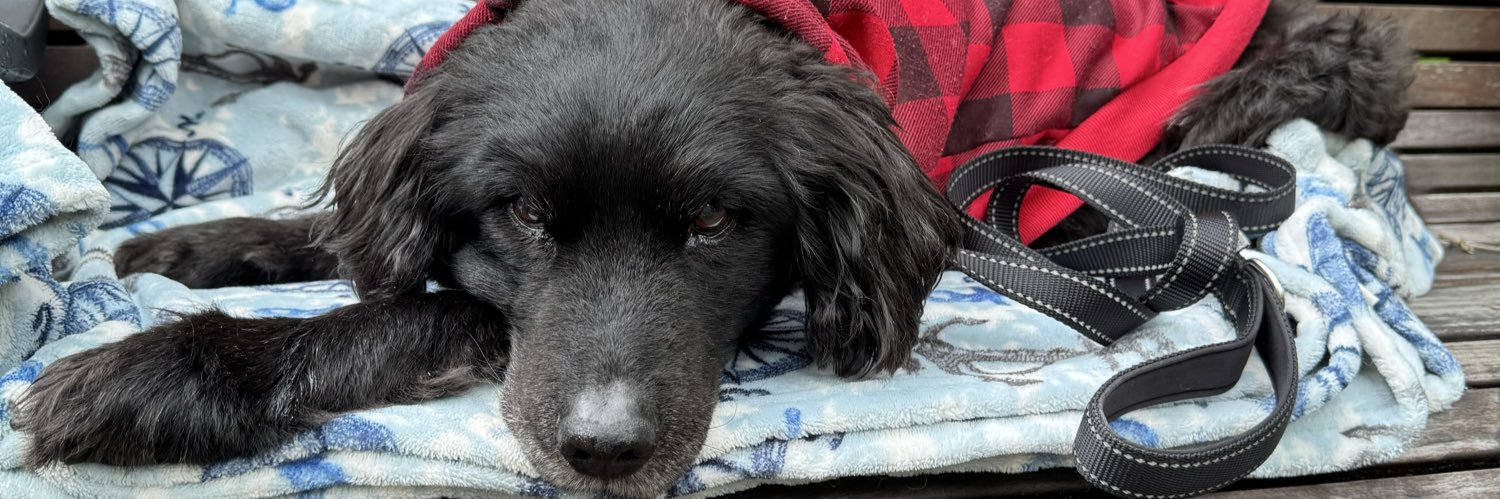 ChrisShepherd's profile banner image