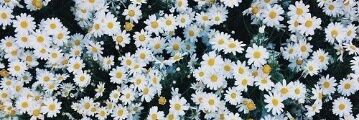Emine banner