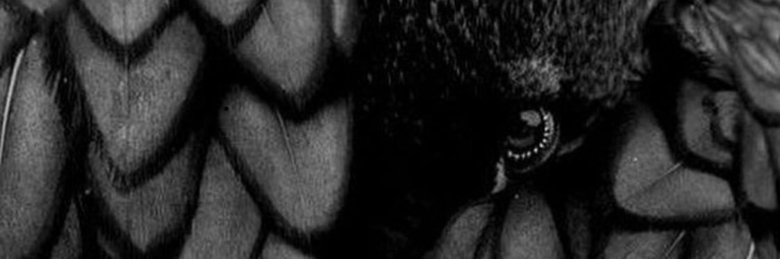 MrEdgarCrow's profile banner image