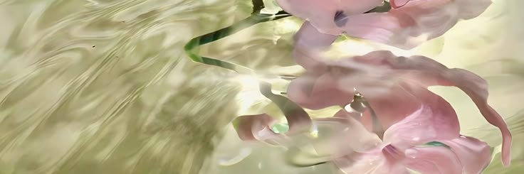 c i n t a banner