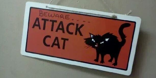 CaritoCat banner