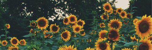 UnaTalSurfer's profile banner image