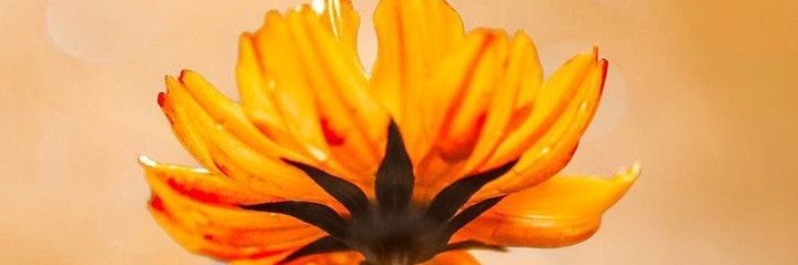 caelum897's profile banner image
