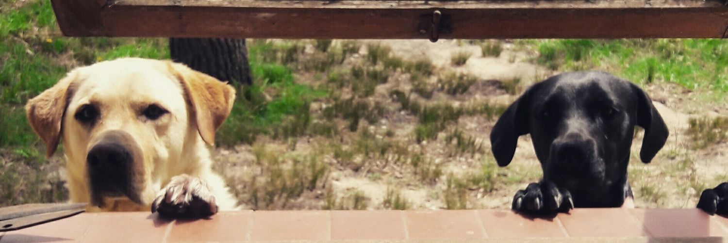 PepeCorbo's profile banner image