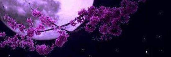 MsAndreaSmiles's profile banner image