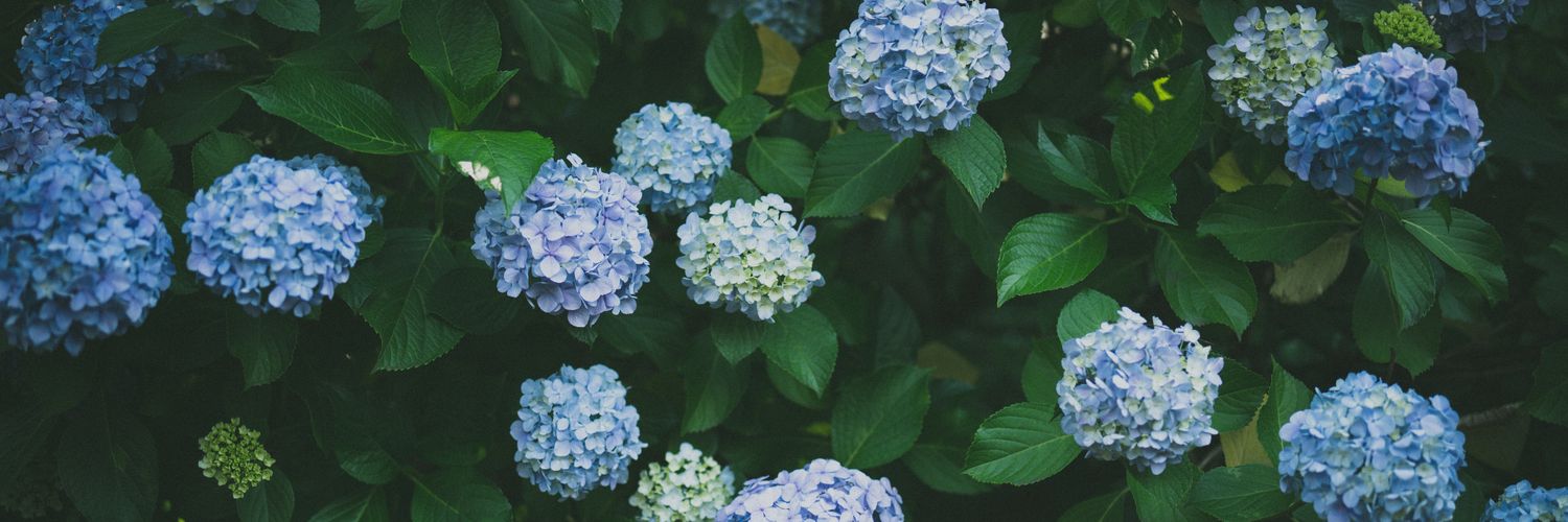 narui_camera's profile banner image
