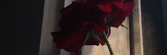 hanhf21's profile banner image