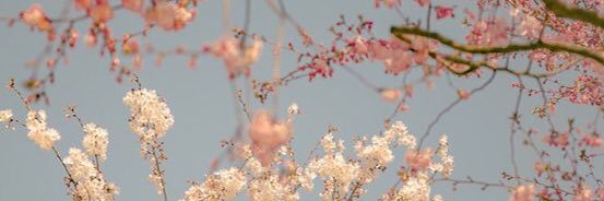 Really_Natalie_'s profile banner image