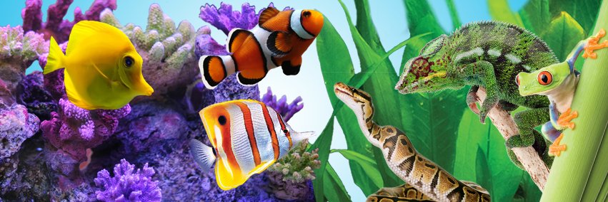 Big Al's Pets banner