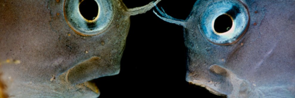 acidchick's profile banner image