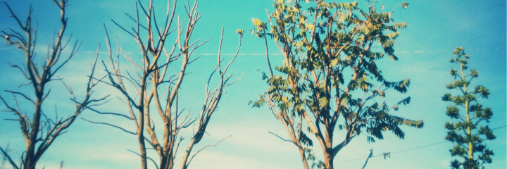 LeehRodriguezz's profile banner image