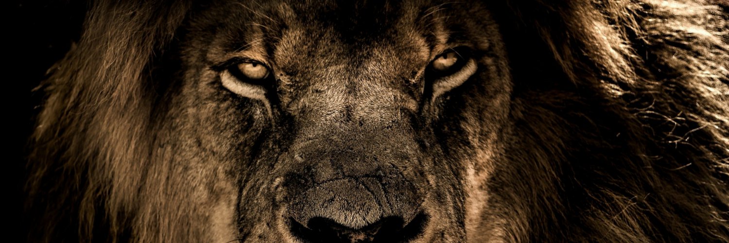 Lewis_corke's profile banner image