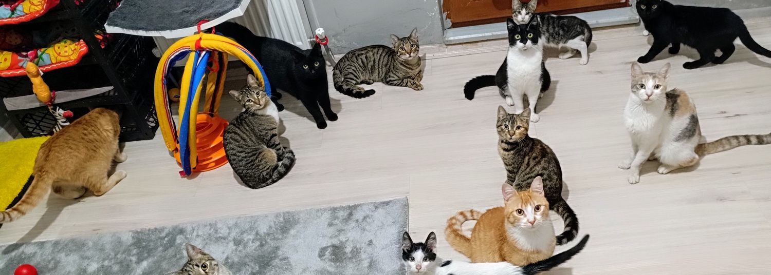 𝐏𝐚𝐭𝐢𝐒𝐞𝐯 🪬🪽 banner