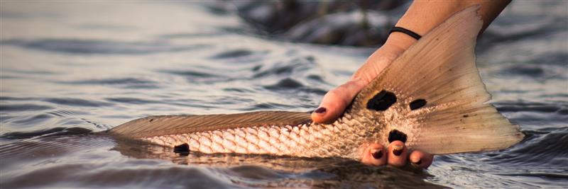 NC Division of Marine Fisheries banner