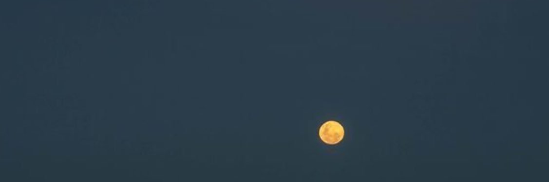 cotigauna's profile banner image