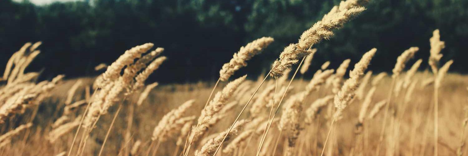 Kent Savannah❤️ Memecoin banner