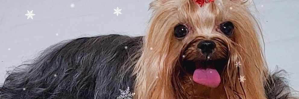 Micailha 🔎 🤙🏻⚡️🤠 banner