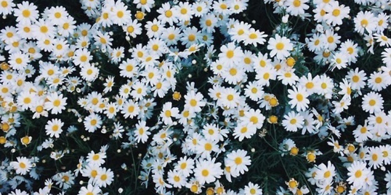 paulinhatinoco's profile banner image