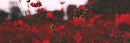 Denyseh_Costa's profile banner image
