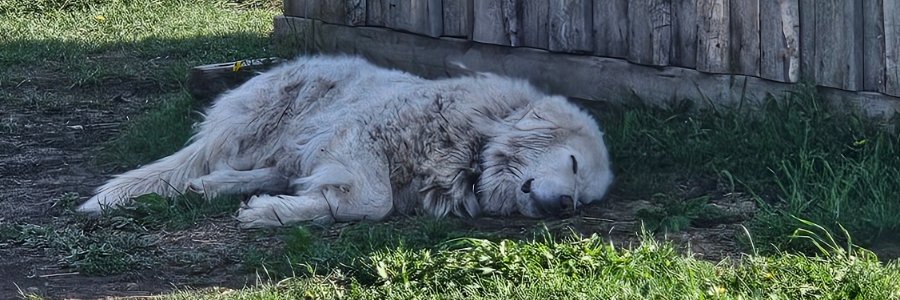 ShouldHaveLetSleepingDogsLie banner