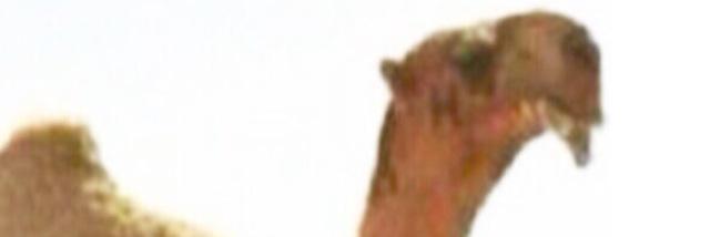 فالح حريب التمر السبيعي banner